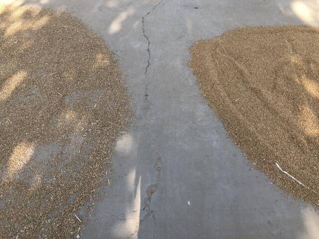 被水泡过的小麦（左）和没被水泡过的小麦（右），二者颜色、饱满程度都有差异