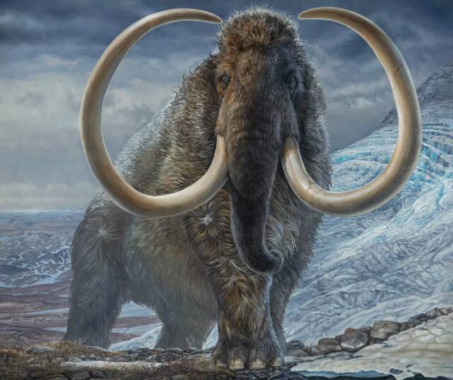 17100年前，一头雄性猛犸象在阿拉斯加行走。图片来源：阿拉斯加大学北方博物馆/James Havens