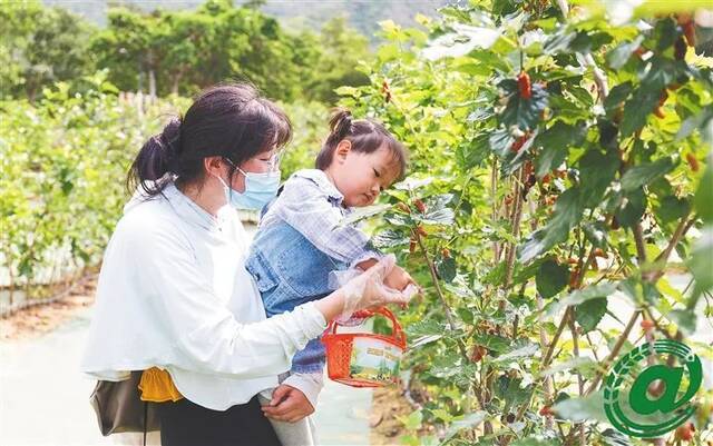 游客在采摘桑葚。大茅远洋生态村供图