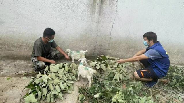 毕鹏和胡强在村民家里帮忙喂小羊羔本文图片均系由受访人提供