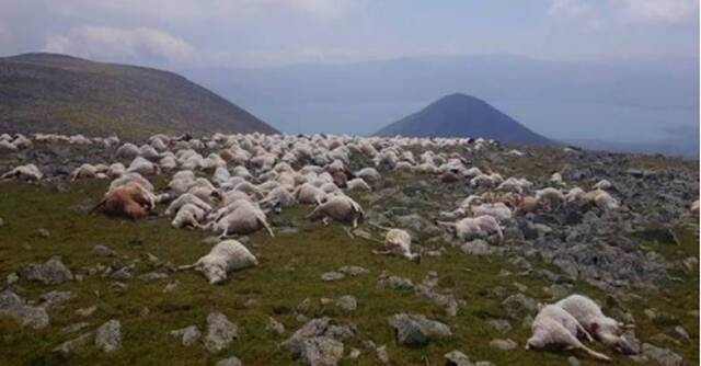 一道闪电划过格鲁吉亚550只羊瞬间集体死亡