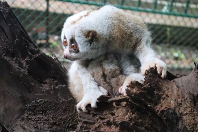 全国首例！人工养殖条件下繁殖的蜂猴宝宝在德宏芒市诞生啦！