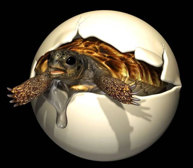 这枚1亿年前的龟蛋里，有小宝宝吗？地大团队发表研究成果