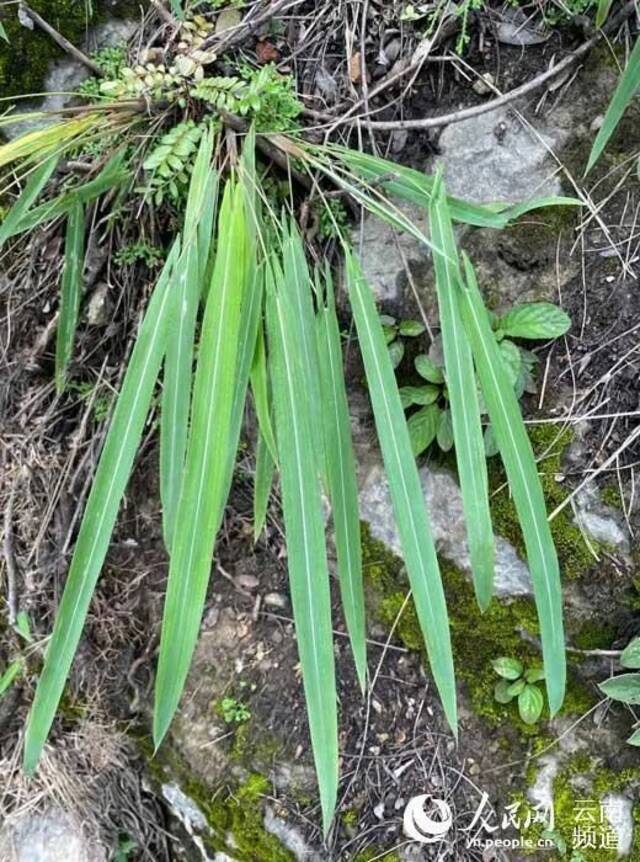 约300余株！玉溪易门发现箭叶大油芒野生种群