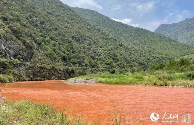 约300余株！玉溪易门发现箭叶大油芒野生种群