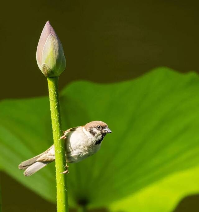 喵~来自清华园的初秋问候！