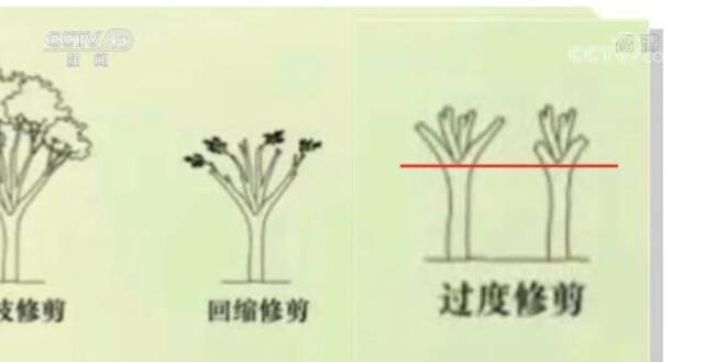 修剪自己种的树被罚14.42万元！李先生有话说