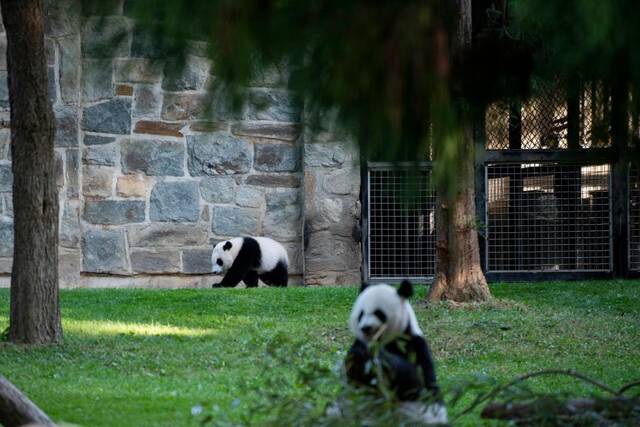 这是5月20日在美国华盛顿史密森学会国家动物园拍摄的雄性大熊猫幼崽“小奇迹”（左）和大熊猫“美香”。新华社记者刘杰摄