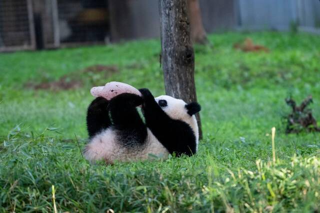 全球连线  华盛顿大熊猫宝宝“小奇迹”一周岁啦！来看看它那些可爱的“第一次”