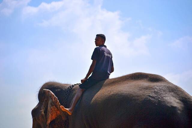 斯里兰卡禁止“酒后骑象”