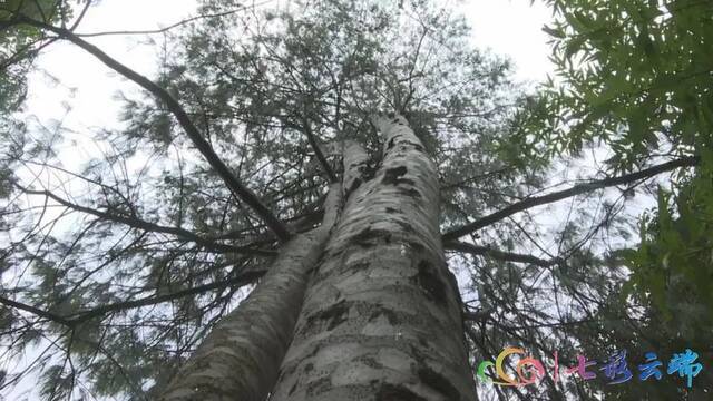 “极小种群物种保护”成效如何？ 珍稀植物“巧家五针松”种群规模大量增加啦！