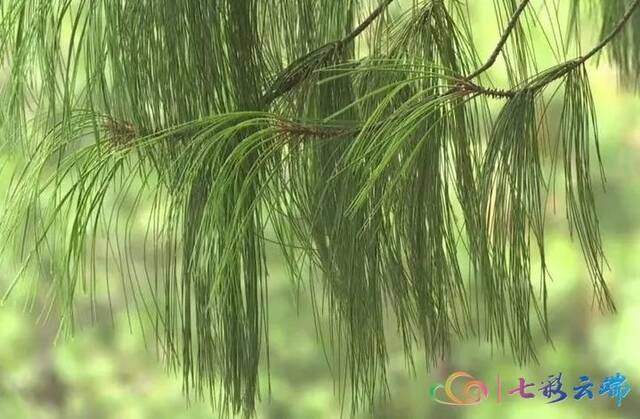 “极小种群物种保护”成效如何？ 珍稀植物“巧家五针松”种群规模大量增加啦！