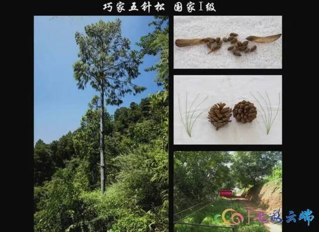 “极小种群物种保护”成效如何？ 珍稀植物“巧家五针松”种群规模大量增加啦！