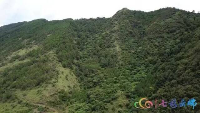 “极小种群物种保护”成效如何？ 珍稀植物“巧家五针松”种群规模大量增加啦！