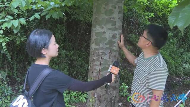 “极小种群物种保护”成效如何？ 珍稀植物“巧家五针松”种群规模大量增加啦！