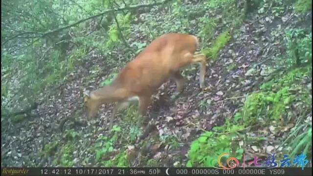 “极小种群物种保护”成效如何？ 珍稀植物“巧家五针松”种群规模大量增加啦！