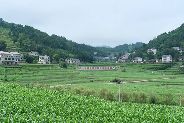 簸箕坝村大片高粱种植地