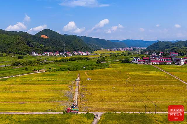 处暑满地黄，家家修廪仓。江南地区的水稻已经成熟，趁着天气晴好，农民驾驶收割机在金灿灿的稻田里来回穿梭，抢收早稻。（杭州市纪委监委供万玲娟摄）