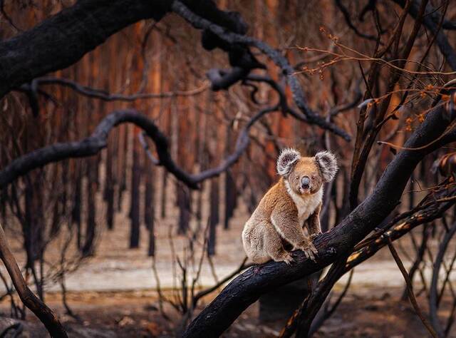 大约6万只考拉成为特大山火的受害者。澳大利亚世界自然基金会WWFAustralia图
