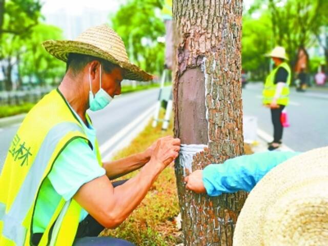 “破相”树木“植皮”美容