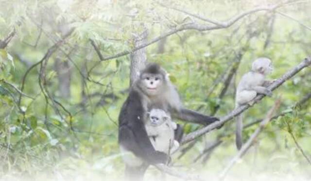 成年滇金丝猴和两只幼崽。和鑫明摄