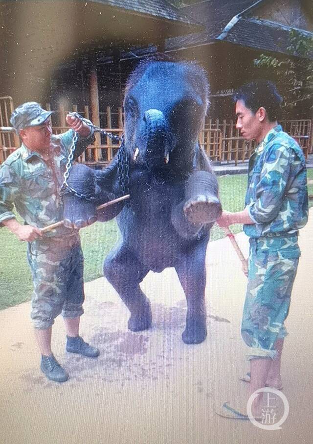 ▲受访者举报称，云南亚洲象种源繁育及救助中心工作人员曾参与大象的表演驯化工作。图片来源/受访者供图