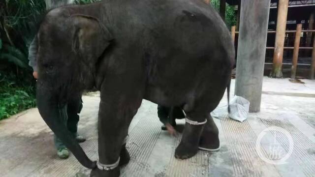 ▲受访者称，云南亚洲象种源繁育及救助中心对大象进行野化训练时，大象的脚是被捆住的。图片来源/受访者供图