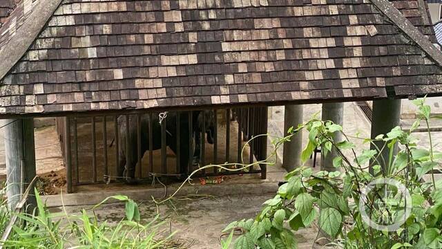 ▲6月9日，云南西双版纳，亚洲象种源繁育及救助中心内被救助的大象。摄影/上游新闻记者胡磊