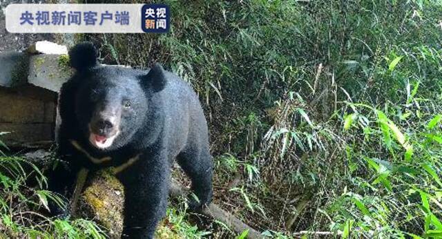 熊出没！湖南南山国家公园发现黑熊觅食蜂蜜珍贵影像