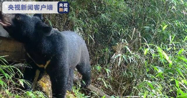 熊出没！湖南南山国家公园发现黑熊觅食蜂蜜珍贵影像