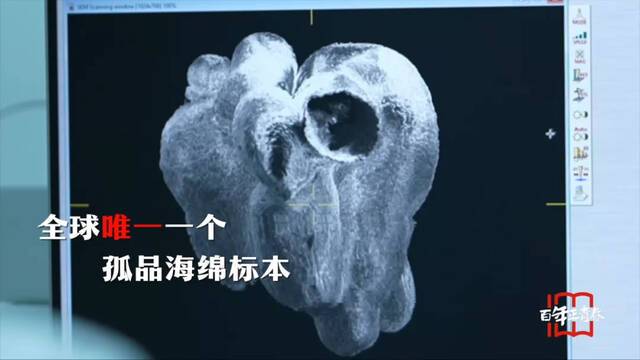 “拆盲盒”拆出六亿年前“海绵宝宝”：中国科学家发现6亿年前原始海绵动物化石