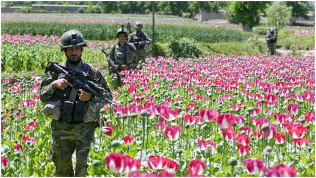 （图说：阿富汗安全部队士兵走过一片罂粟田。图/Alamy）