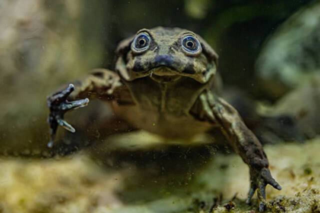 「的的喀喀湖蛙」（Telmatobius culeus）皮肤松弛且充满皱褶，因此获得「阴囊蛙」（Scrotum Frog）的称号。（图／翻摄英国切斯特动物园）