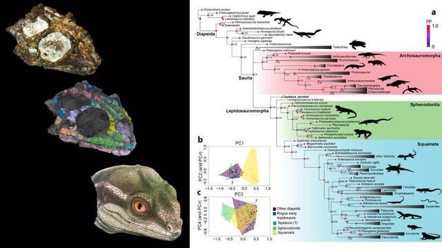 阿根廷三叠纪地层的头骨化石揭示鳞龙类爬行动物类群的起源和崛起