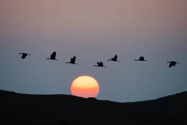 日出时分，黑颈鹤在大山包黑颈鹤国家级自然保护区飞翔。胡超摄