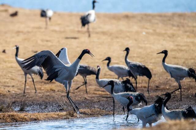 黑颈鹤在大山包大海子湿地嬉戏、觅食。胡超摄