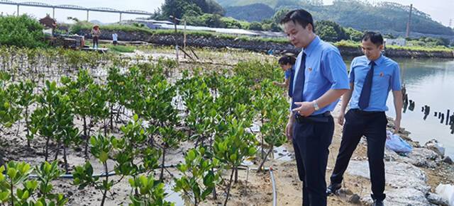 图②福建省东山县检察院近日对该县自然资源局组织补植复绿情况进行监督。通讯员黄喜祖摄