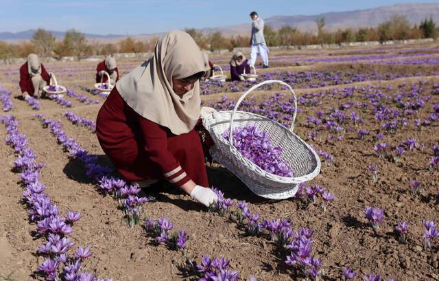 一名阿富汗妇女种植藏红花图源：社交媒体