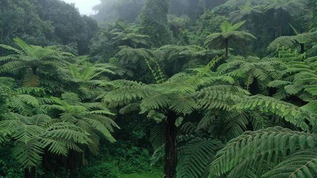 墨江县中华桫椤数量达10万余株