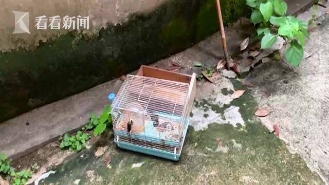 视频｜毒蛇爬进宠物笼 “荷兰猪”被吃掉...