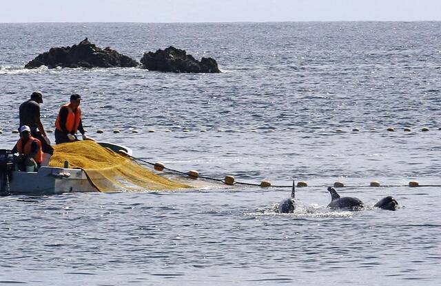 日本和歌山县太地町的海豚捕猎活动（资料图）