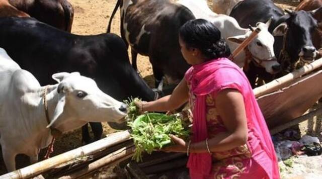 （在印度，20个地方邦法律部分或全部禁止屠宰牛，这一规定最早可追溯至近70年前）