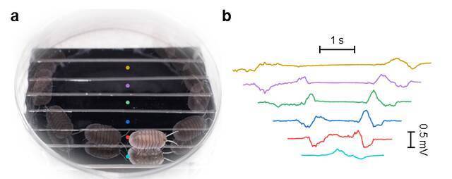 南航国际前沿科学研究院在《Nature Communication》发表论文