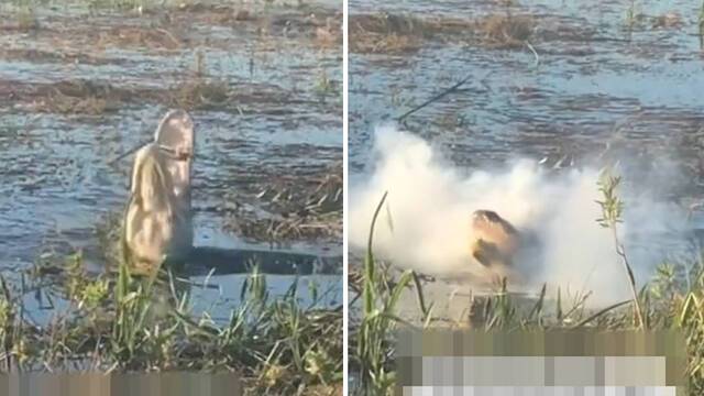 美国一条鳄鱼跃出水面咬住无人机 电池被咬穿浓烟从鳄鱼嘴里喷出