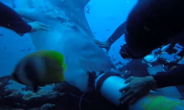 斐济贝卡岛虎鲨狠咬潜水者头部不放众人对它拳打脚踢才驱离