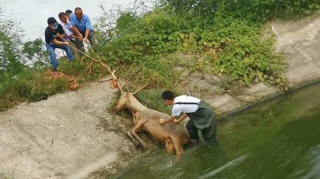 麋鹿觅食不慎被困鱼塘 路过市民及时报警成功解救