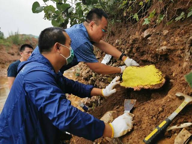 河南汝州大雨冲刷河滩惊现大象盆骨化石