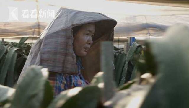 视频｜流水线女工回乡种植火龙果：有工作的地方有家了