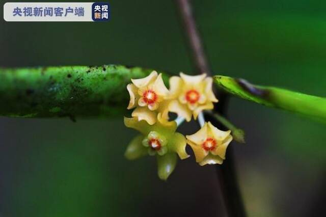 中国新记录物种又添新分布点！云南龙陵首现球兰属植物缅甸球兰