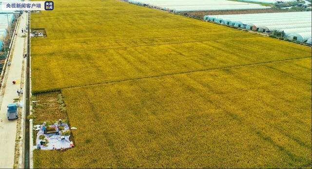 袁隆平超级稻蒙自基地连续四年百亩片平均亩产超1100千克